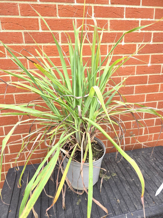 Lemongrass plant in 12cm pot